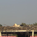 18_05-mast.jpg