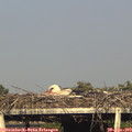 18_10-mast.jpg