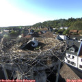 18_10-nest.jpg