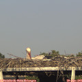 18_15-mast.jpg