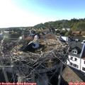 18_15-nest.jpg