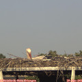 18_20-mast.jpg