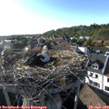 18_20-nest.jpg