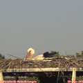18_25-mast.jpg