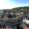 18_25-nest.jpg