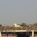 18_30-mast.jpg
