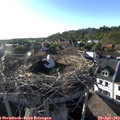 18_30-nest.jpg