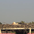 18_40-mast.jpg