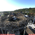 18_40-nest.jpg