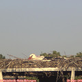 18_45-mast.jpg