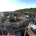 18_45-nest.jpg