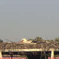18_50-mast.jpg