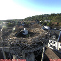 18_50-nest.jpg