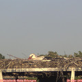 18_55-mast.jpg