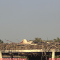 19_00-mast.jpg