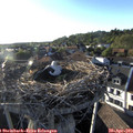 19_00-nest.jpg