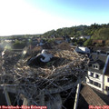 19_05-nest.jpg