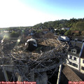 19_10-nest.jpg