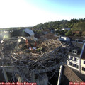 19_15-nest.jpg