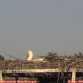 19_20-mast.jpg