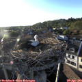 19_20-nest.jpg