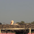 19_25-mast.jpg