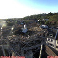 19_25-nest.jpg