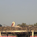 19_30-mast.jpg