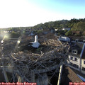 19_30-nest.jpg