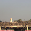 19_35-mast.jpg