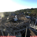 19_35-nest.jpg