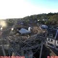 19_45-nest.jpg