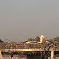 19_50-mast.jpg