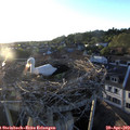 19_50-nest.jpg