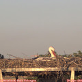 19_55-mast.jpg
