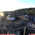 19_55-nest.jpg