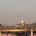 20_00-mast.jpg