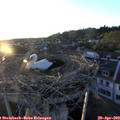 20_05-nest.jpg