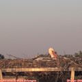 20_10-mast.jpg