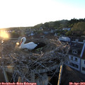 20_10-nest.jpg