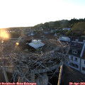 20_15-nest.jpg