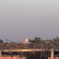 20_20-mast.jpg