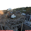 20_25-nest.jpg