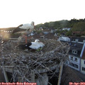 20_30-nest.jpg
