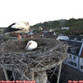 06_05-nest.jpg