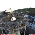 06_10-nest.jpg