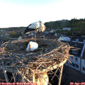 06_15-nest.jpg