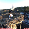 06_20-nest.jpg