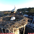 06_25-nest.jpg