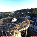 06_30-nest.jpg